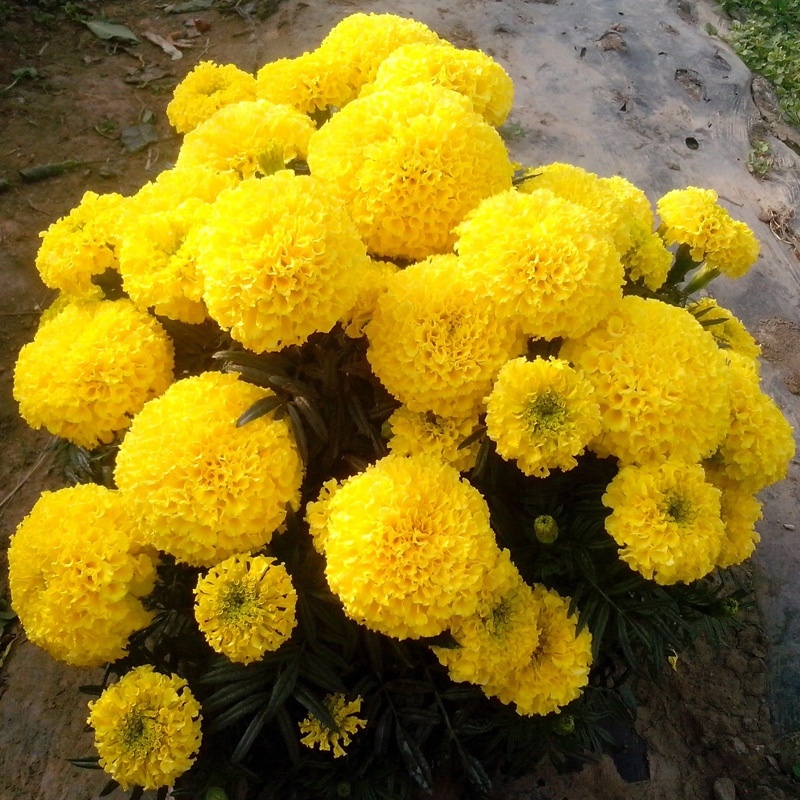 Высокое количество гибридные Золотые семена цветка-ноготки Tagetes erecta L. Семена для выращивания-Miracle