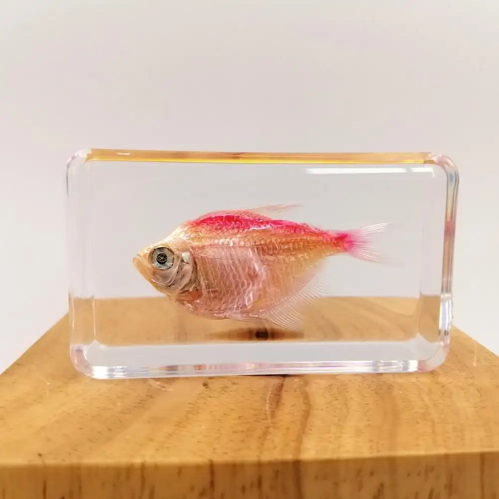 Red fish preserved Gephyrocharax Melanocheir specimen embedded in resin block biological educational equipment 60*35*18mm