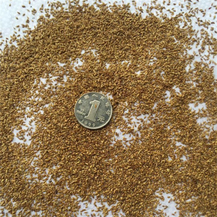 Китайская зойзия семена лужайка Zoysia japonica Steud семена для выращивания