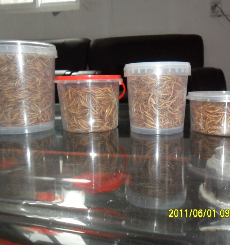 Ведущим производителем и экспортером Сушеные Mealworms оптовая продажа птица пищевой