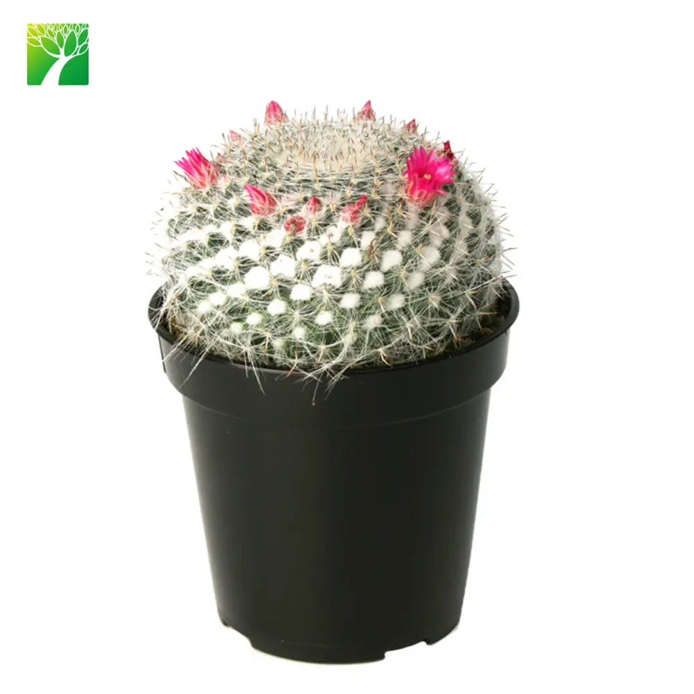 Cheap wholesale rare deco cactus old lady cactus Mammillaria hahniana