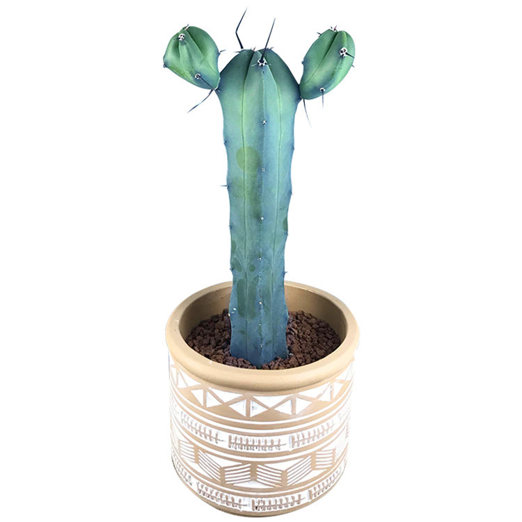 Многолетний стиль кактус Myrtillocactus geometrizans