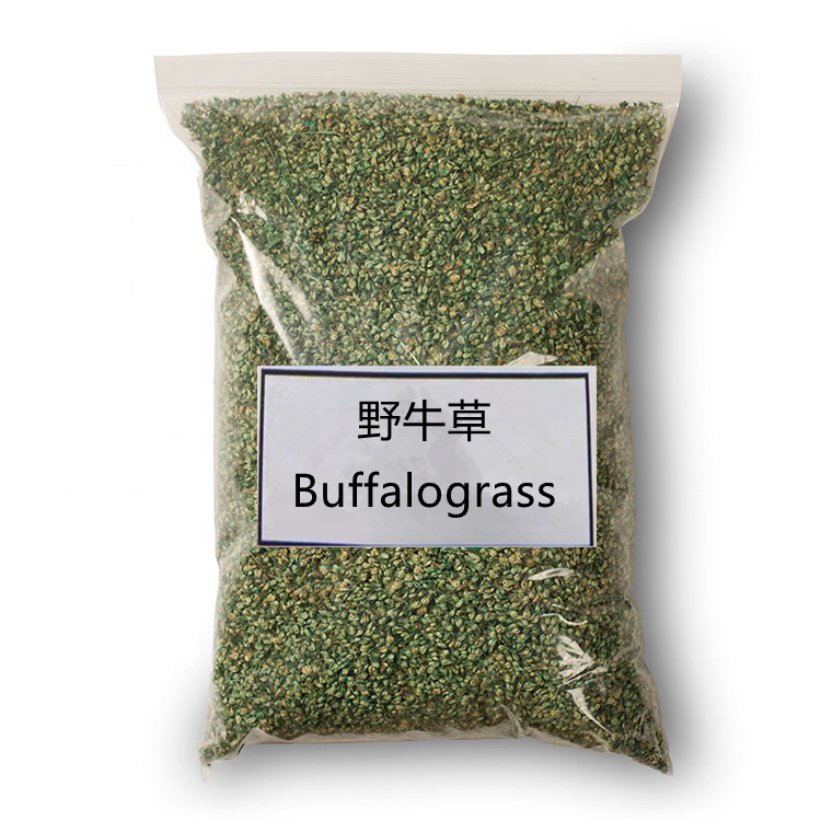 Buffalograss seeds Bison grass seeds/семена травы Buffalo для выращивания