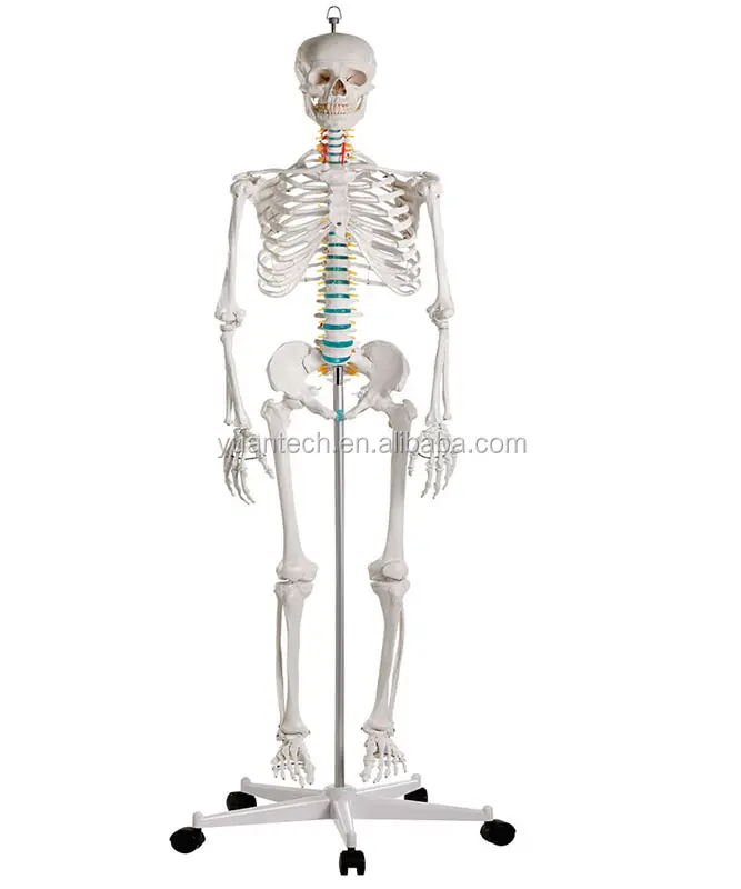 YA/L011 Human Life Size Skeleton Model 176cm Tall