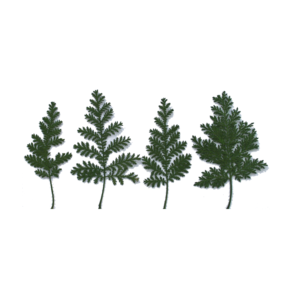 Натуральный прессованный высушенный лист флоры Argophyllaceae