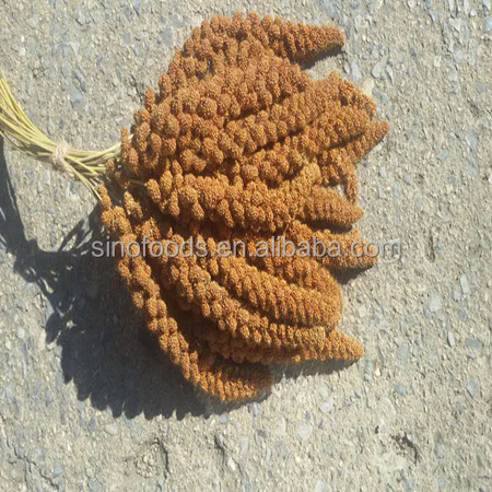 Latest crop for bird feed red millet spray with Millet Spray Red