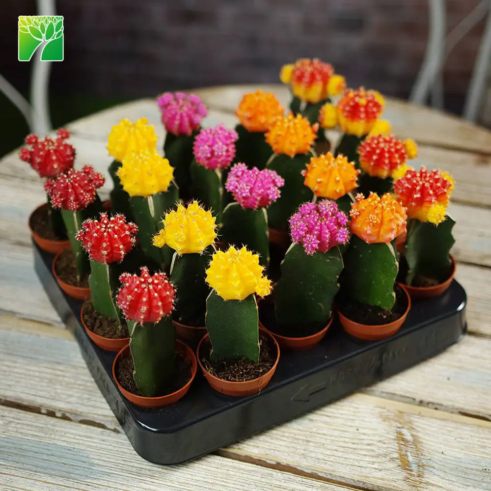 Hot sale natural live home decoration Colourful Flowering Cactus Plants