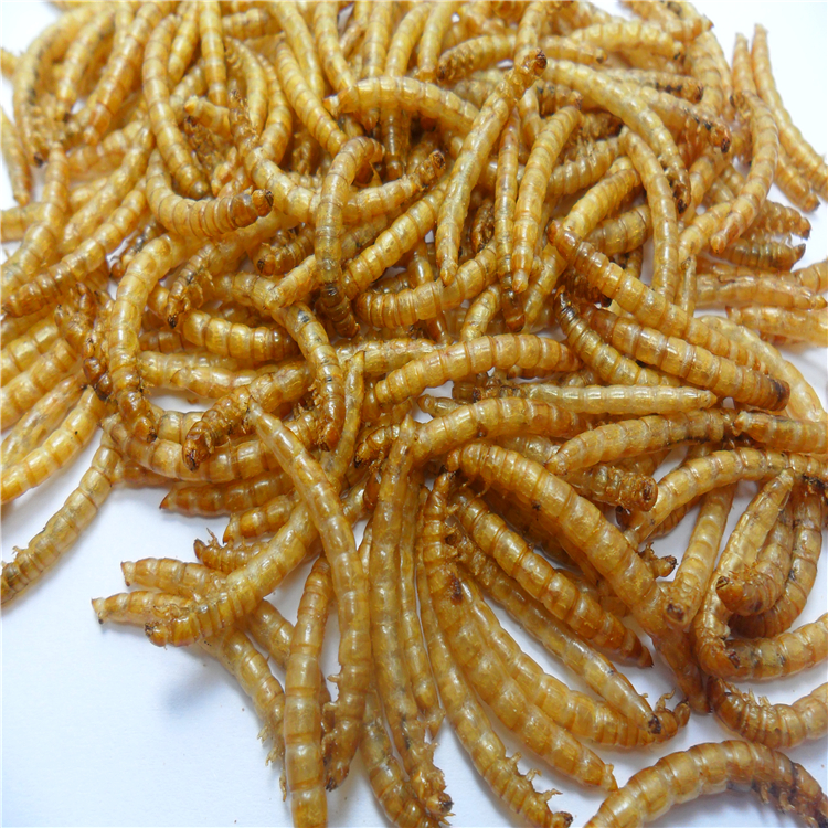 MVD корм для рыб 2,5 см Желтые Сушеные mealworms; Корм для домашних животных Сушеные Mealworms