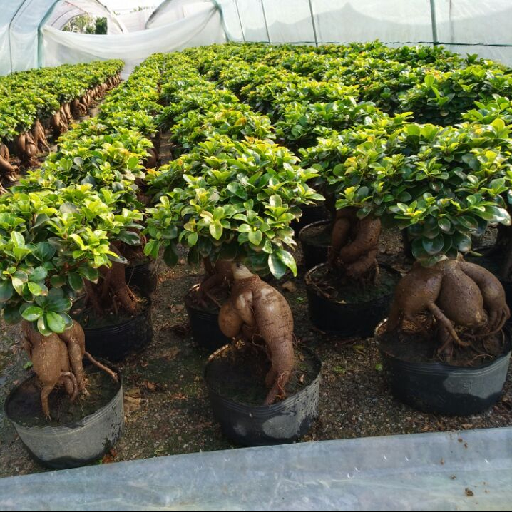 High quality real bonsai tree with good shape