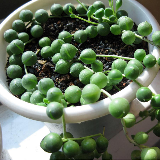 Нитка жемчуга натуральный питомник завод Senecio Rowleyanus Bonsai