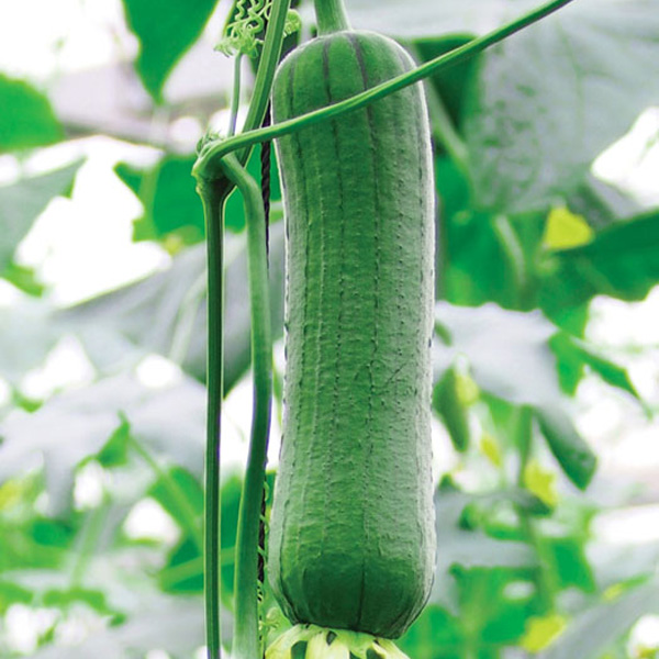 Семена губок для интенсивного роста luffa, оптовая продажа