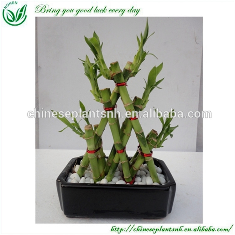 Pyramid Dracaena Lucky Bamboo