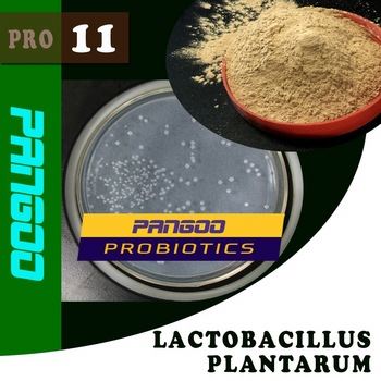 Lactobacillus plantarum inhibit the putrefaction process in bowels and normalize