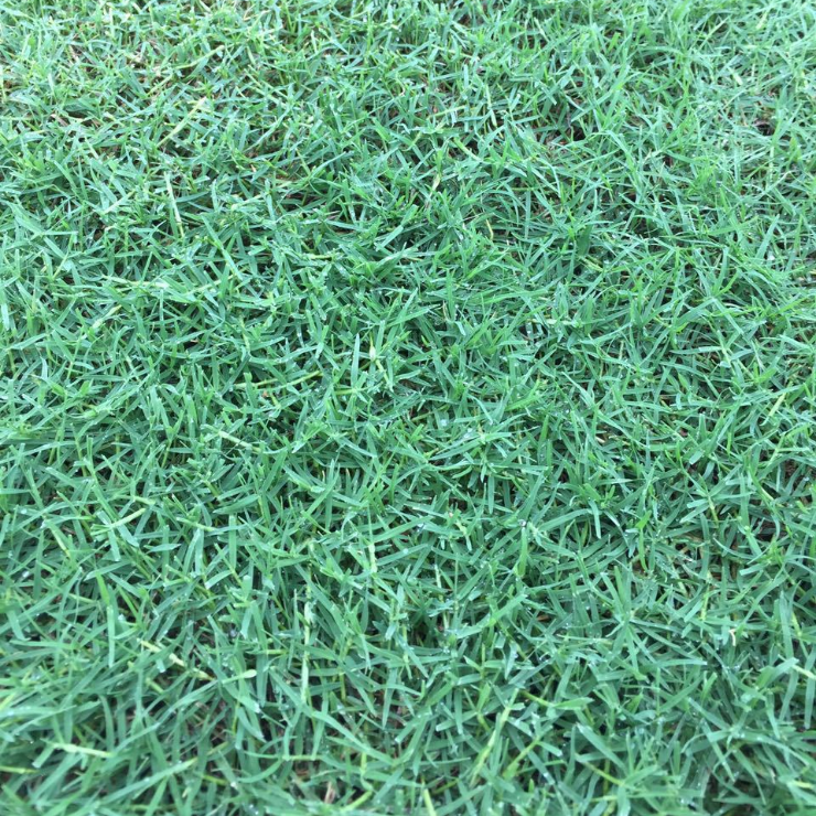Шанхай Herbary свежего Zoysia Tenuifolia семян для выращивания