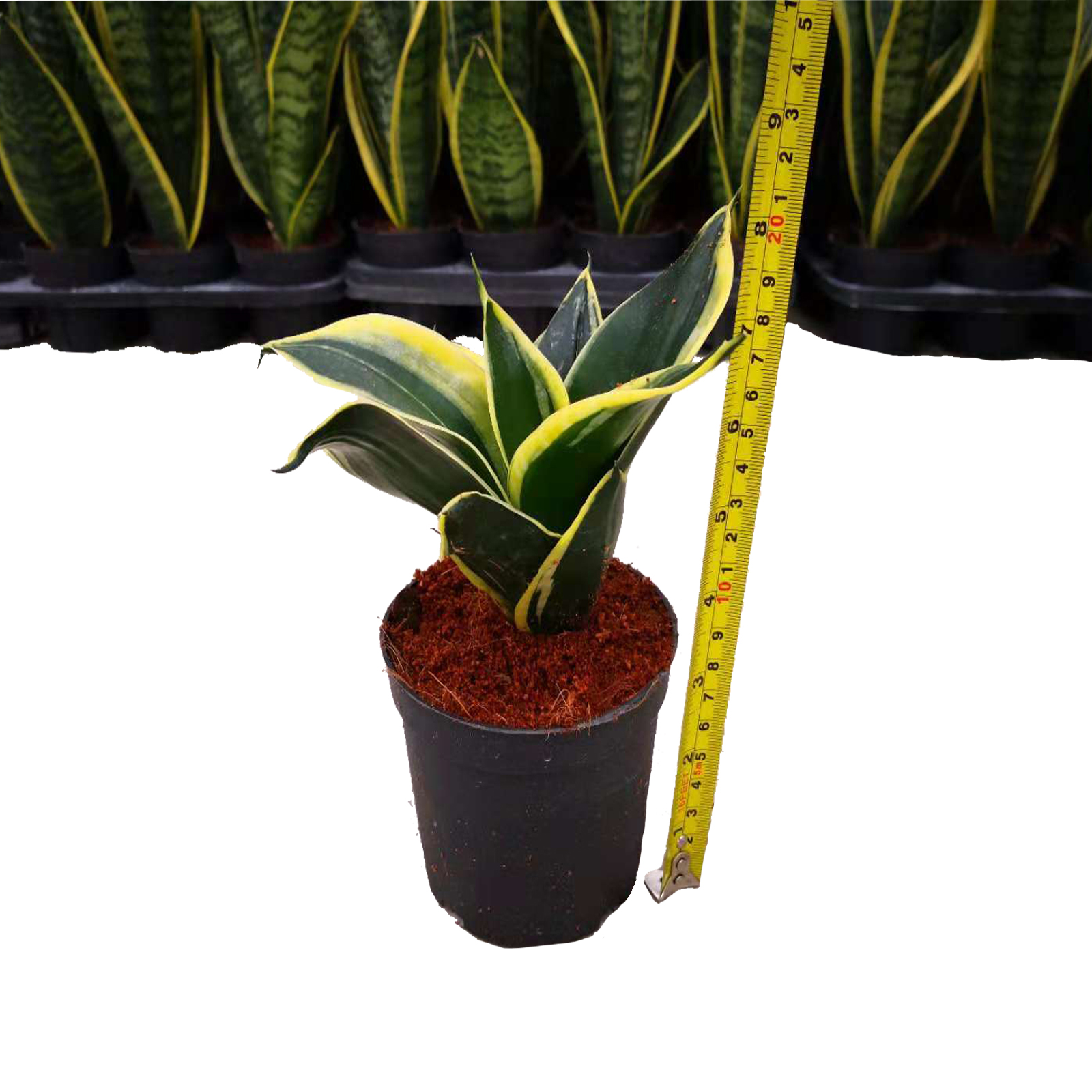 Оптовая продажа, живое растение, змеиное растение Sansevieria