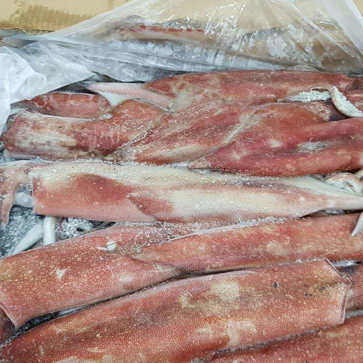 Замороженный латолиго кальмар, аргентинский кальмар, морепродукты, кальмар