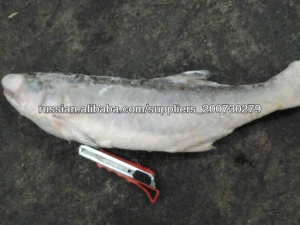 замороженные Kurau рыба / fourfinger Threadfin рыбы