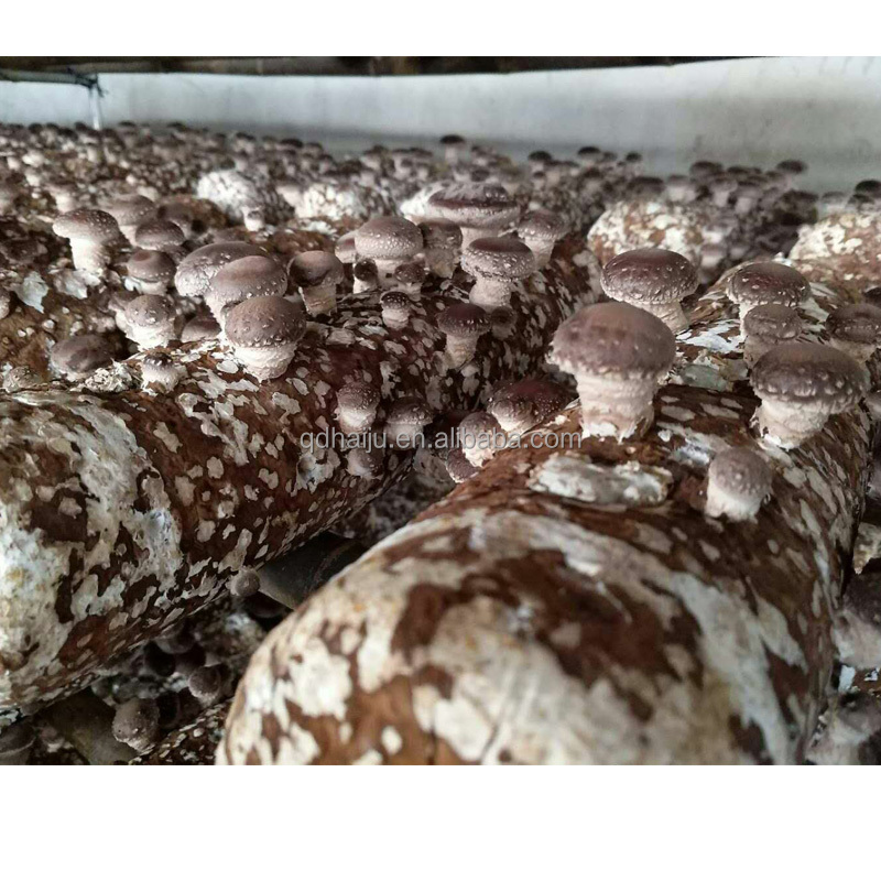 Растущий гриб shiitake из дуба по заводской цене