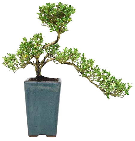 15 см 20 см 30 см живой бонсай Podocarpus Acer Ginkgo Ilex metasequola pseudolarix amabilis rhododendron simsii