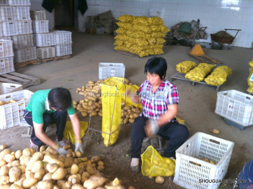 sell Fresh Potato