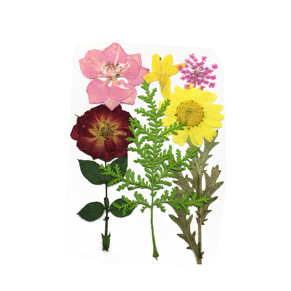 Assorted Real Pressed Flower, Rose, Larkspur, Daisy, Lace, Stenoloma Chusanum