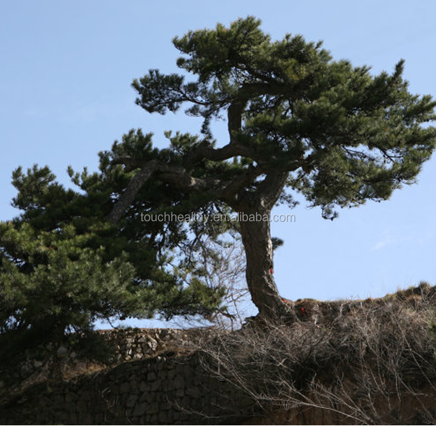 Китайские семена сосны/Пинус табулиформис Семена/Pinus tabulaeformis семена