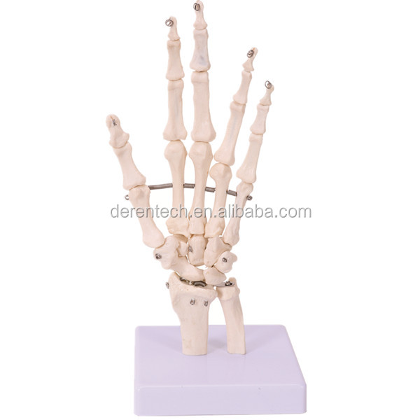Hand bone, the bones of hand, hand teaching bone ,