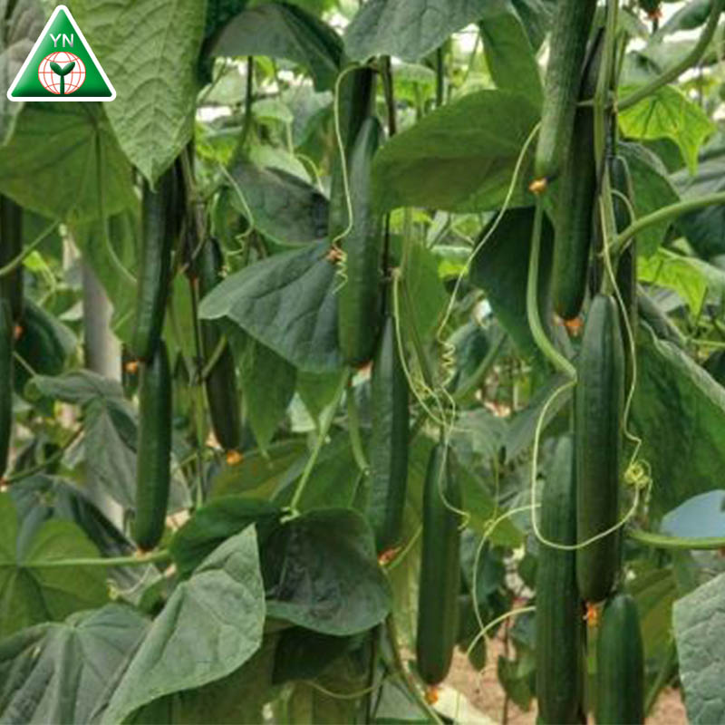 Xiao Huang Gua High Temperature Tolerance Chinese Cucumber Cuke Seeds MALOENE F1