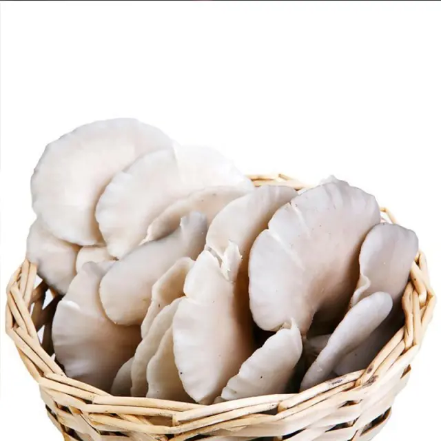 Cultivated High Quality AD dried Pleurotus Ostreatus Oyster mushrooms for Sale