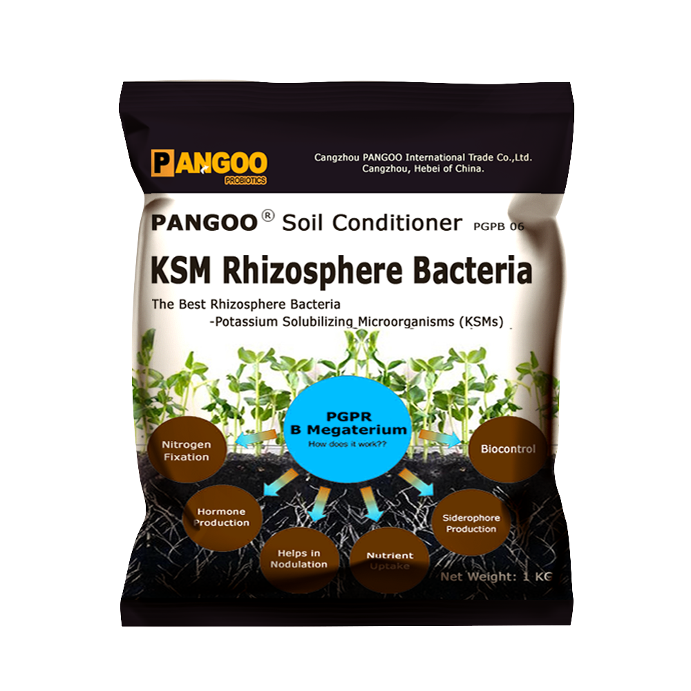 Бактерии для пробиотиков bacillus mucilaginosus