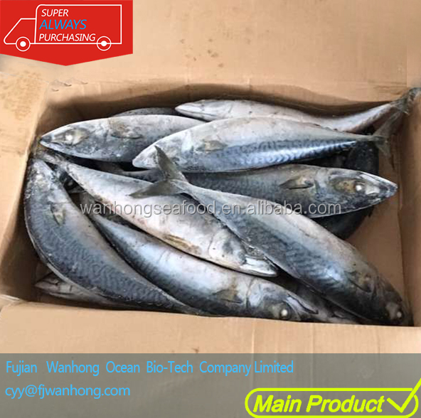 Тихоокеанская скумбрия Замороженная на сосуде Скумбрия морепродукты рыба