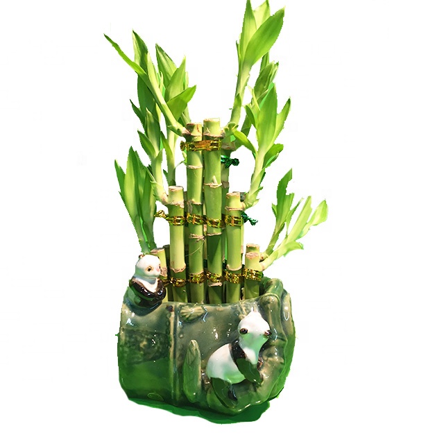 Садоводство продукты 2 слоя ряд lucky bamboo