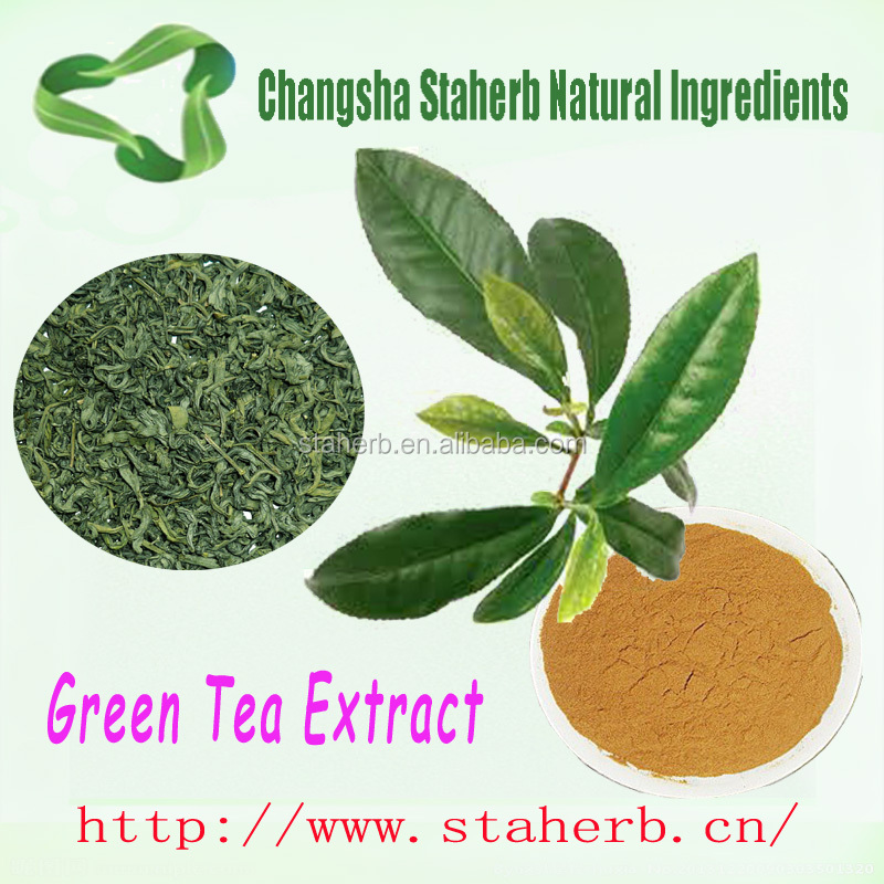 Best selling product Natural organic green tea extract Tea Polyphenols 98%