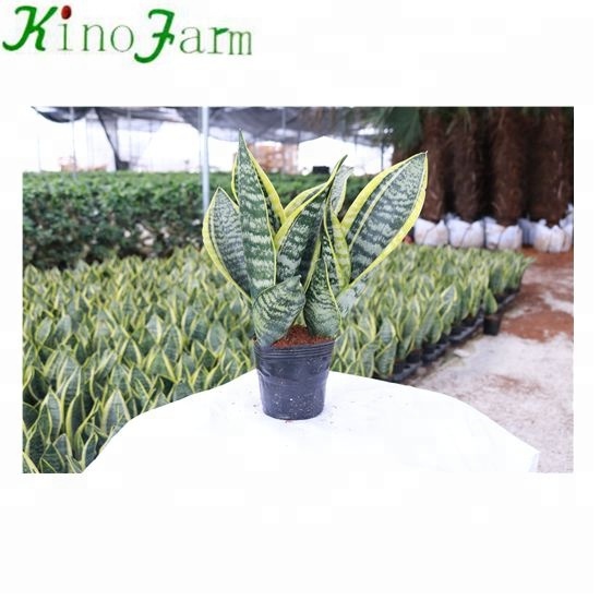 Оптовая продажа небольших комнатных змеиных растений Sansevieria