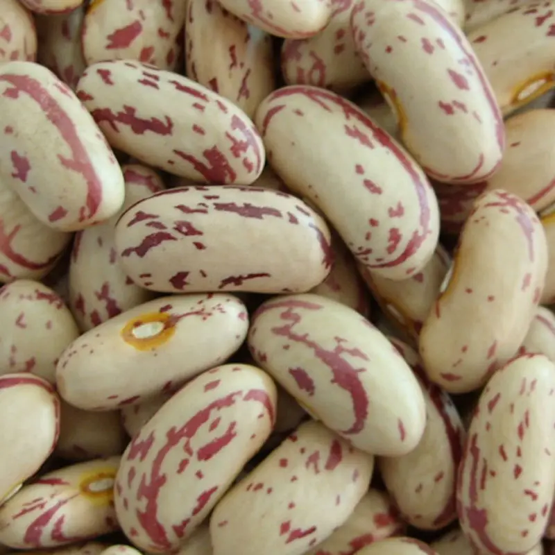 Light speckled kidney beans pinto beans