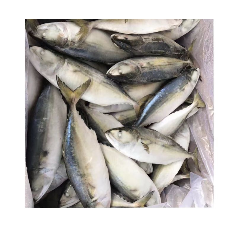 IQF Frozen fish food indian mackerel