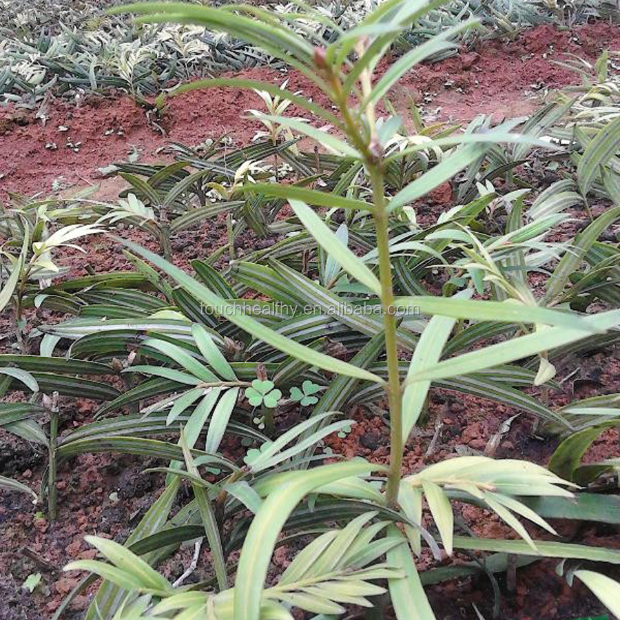 Amentotaxus argotaenia семена
