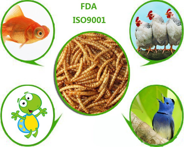 Золотисто-желтый Mealworm, оптовая продажа диких птиц питания Mealworm