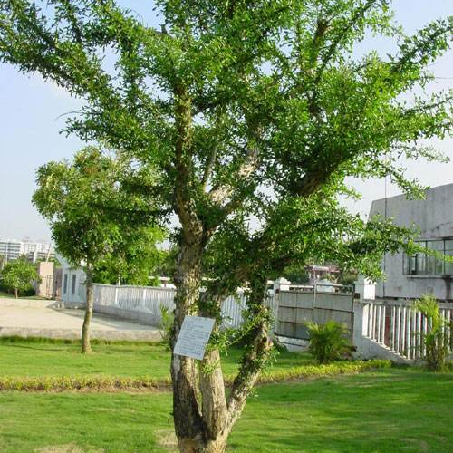 Пейзаж дерево crescentia Крылатый рассада