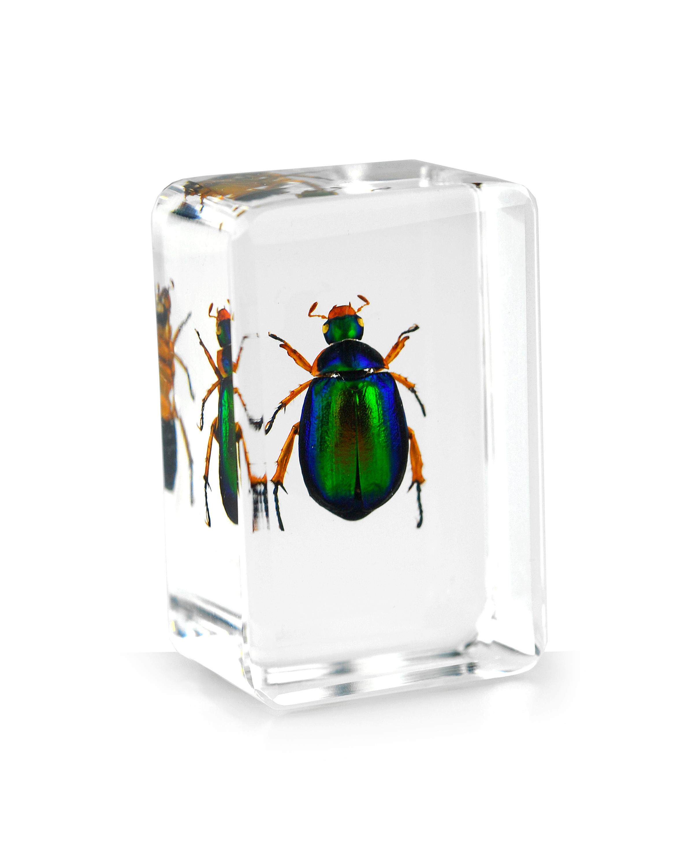 3D консервированные акриловые образцы насекомых Red Leg Scarab Beetle