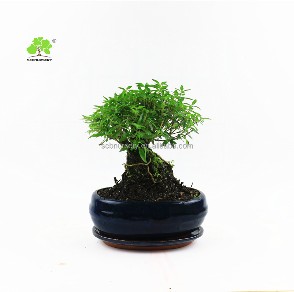 Serissa, в форме шара, высокий корень, комнатное, наружное, бонсай, детское зеленое растение