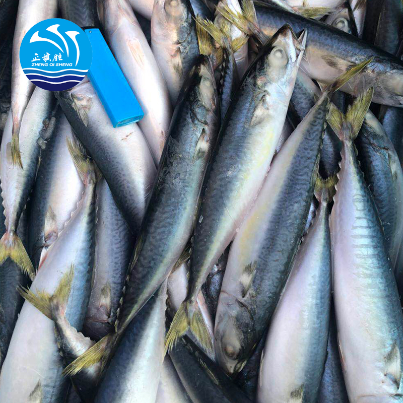 Сухой замороженный BQF Тихоокеанская скумбрия поставщики рыбы