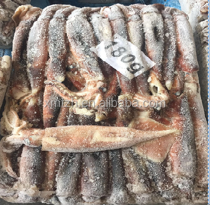 illex squid