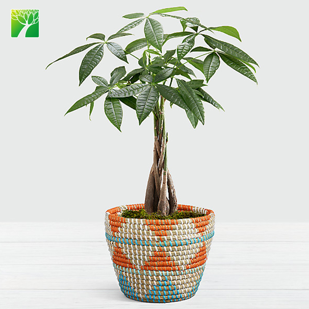 Зеленое уличное декоративное растение по низкой цене, дерево Pachira macrocarpa