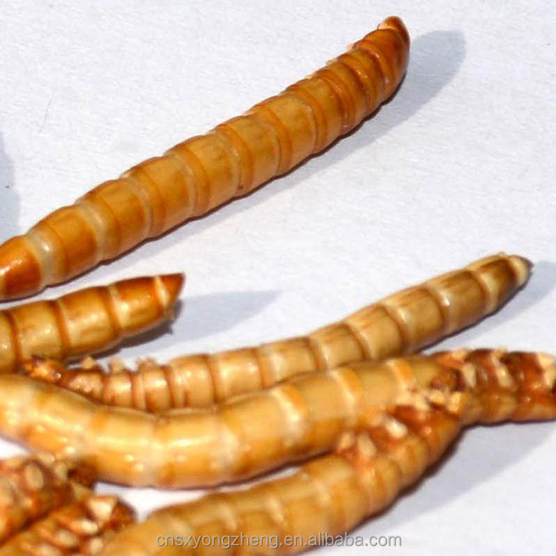 Высокий Белок (53%) сушеный Mealworm для дикого лечения черепахи