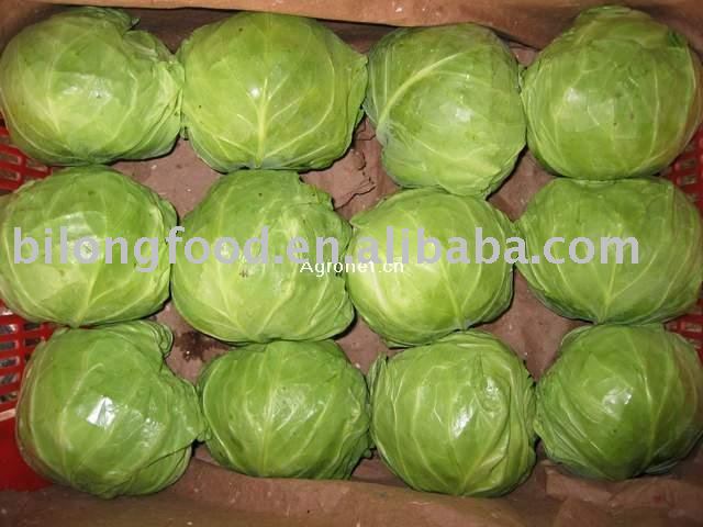 Капуста