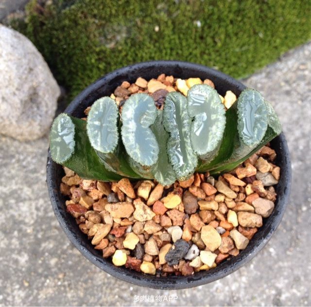 Редкий суккулент питомник суккулент Haworthia truncata бонсай для продажи