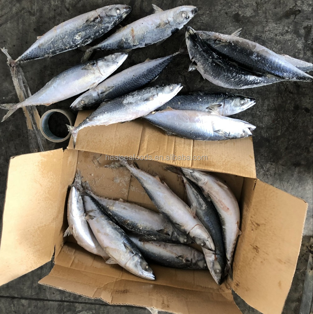Китайская скумбрия, Тихоокеанская скумбрия scomber japonicus, целая круглая для экспорта