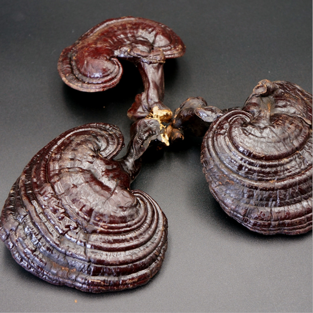 Лин Чжи китайские травы сырой сушеный Lucidum Ganoderma reishi гриб