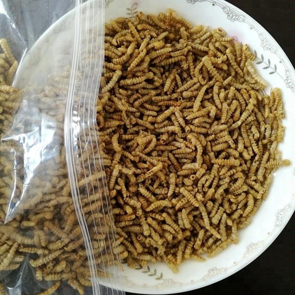Bulk Defatted Tenebrio Molitor Powder For Pet Feed Mealworm Pupa